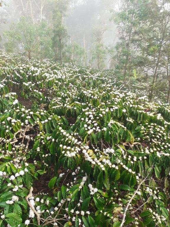 La Paz Coorg Homestay At Madikeri Town 외부 사진